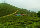 Darjeeling Honeymoon Guide: Tea, Trains & Togetherness