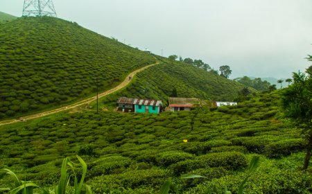 Darjeeling Honeymoon Guide: Tea, Trains & Togetherness