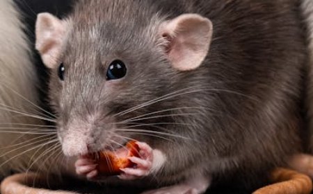 Why Timely Rodent Control Saves You Money in the Long Run