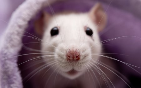 Melbourne's Most Unwanted: How to Eliminate Rodents and Pests in Every Suburb