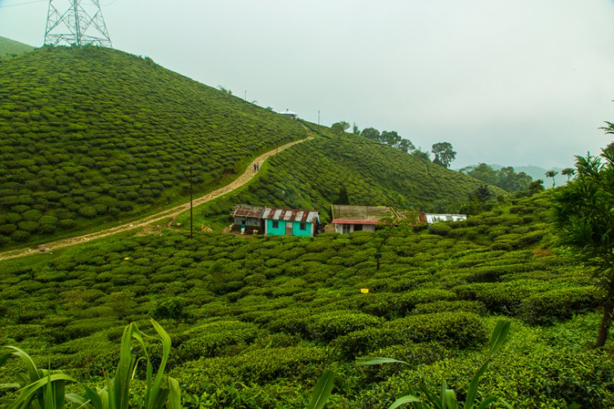 Darjeeling Honeymoon Guide: Tea, Trains & Togetherness
