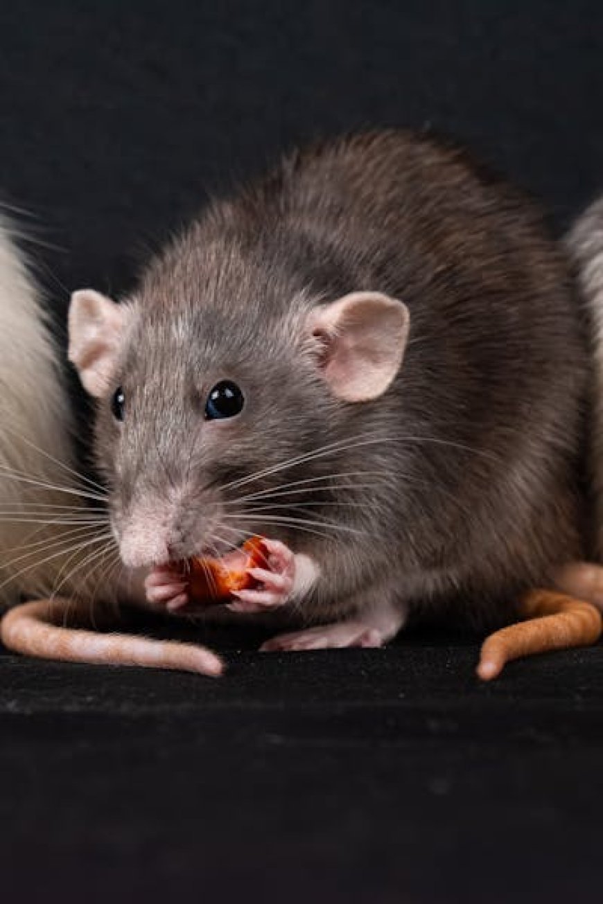 Why Timely Rodent Control Saves You Money in the Long Run
