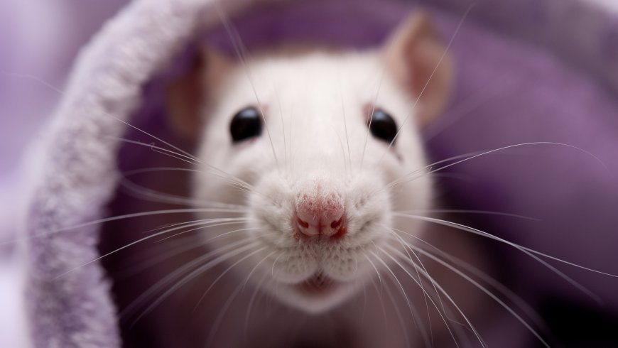 Melbourne's Most Unwanted: How to Eliminate Rodents and Pests in Every Suburb