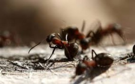 Vanquish Pest Control: Effective, Safe, and Reliable Pest Solutions for Your Home or Business