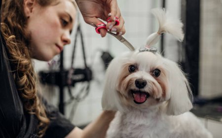 Easy Ways to Keep Your Dog Looking Fresh at Home