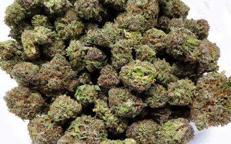 How BulkBuddy is Revolutionizing Wholesale Buying