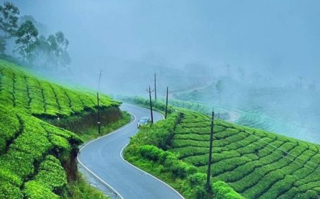 Tea Gardens, Hills & More: Crafting the Perfect Munnar Holiday Package