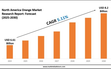 North America Orange Sector Set for USD 8.2 Billion Expansion by 2030