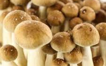 Easy Checkout for Buying Shrooms Online