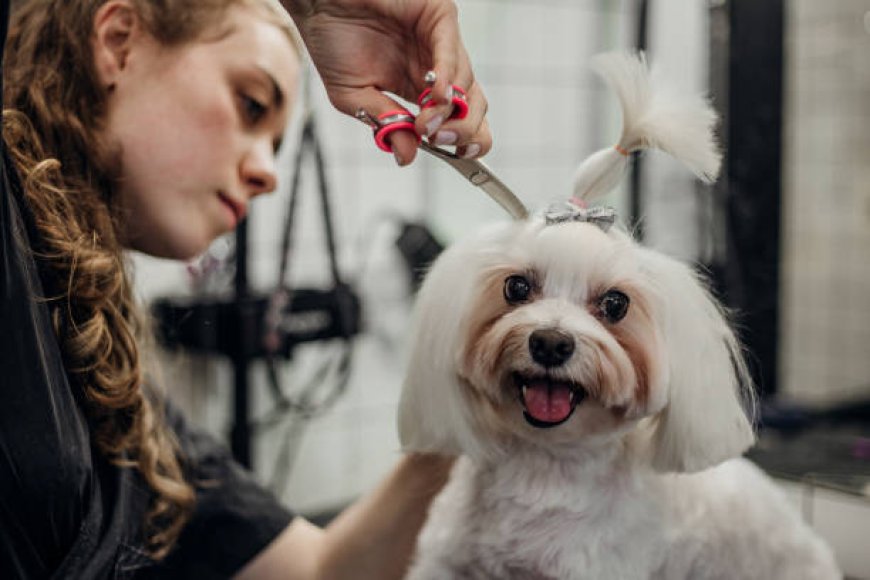 Easy Ways to Keep Your Dog Looking Fresh at Home