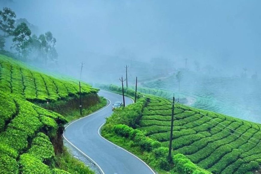 Tea Gardens, Hills & More: Crafting the Perfect Munnar Holiday Package