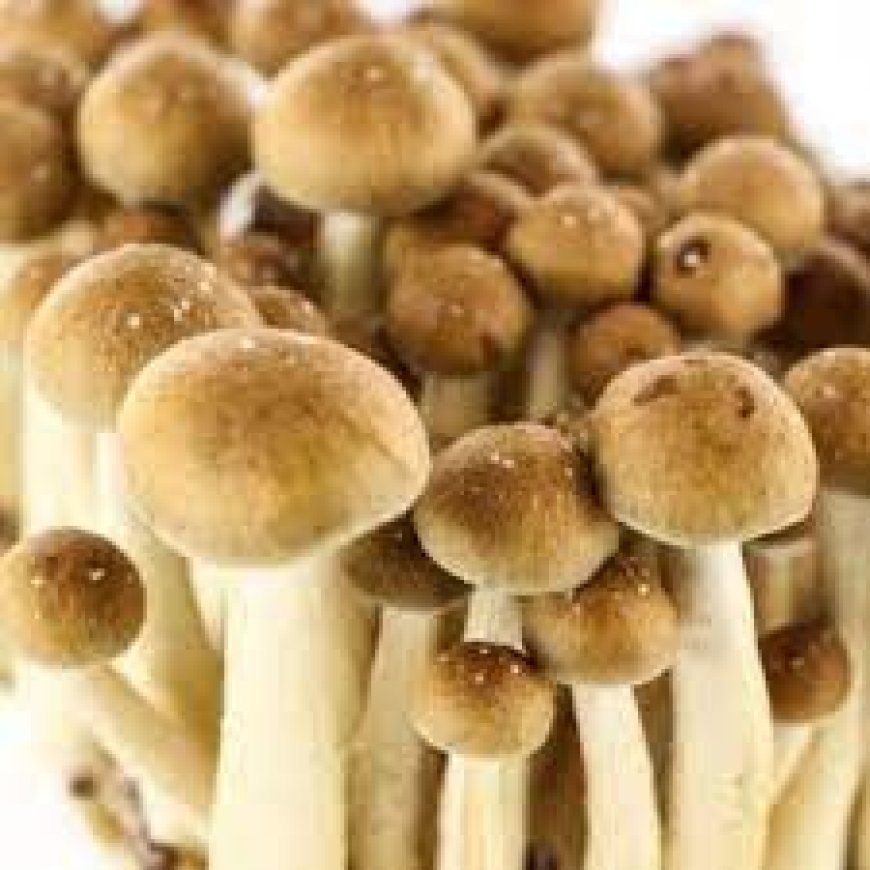 Easy Checkout for Buying Shrooms Online